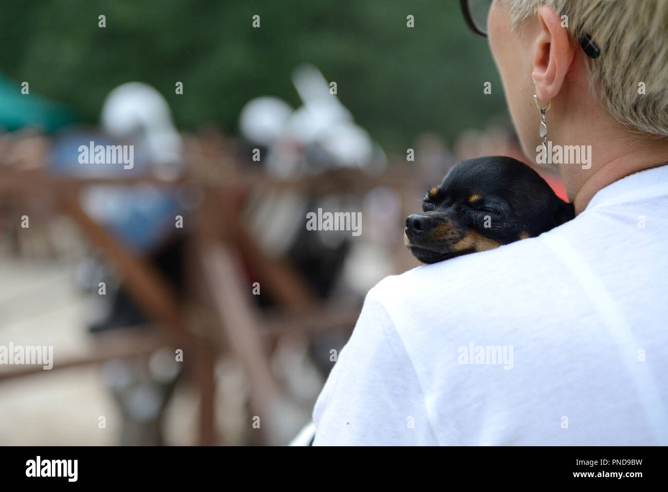 BILA TSERKVA, UKRAINE - 15. SEPTEMBER: Der Betrachter und Ihr Hund gerade ein Kampf der Ritter während Fest Sporn am 15. September 2018 in Bila Tserkva, Ukrai Stockfoto