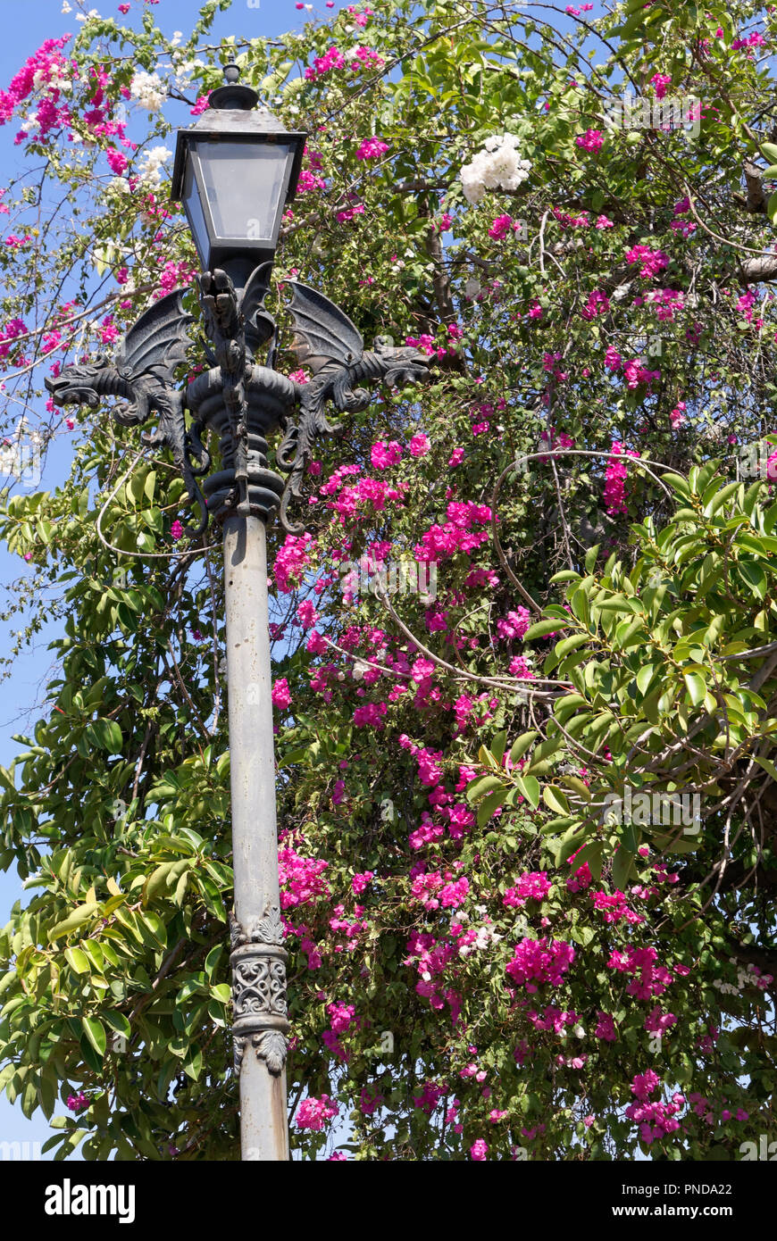 Chinesische Drachen Verzieren eines Lamp Post von Bougainvilleas, Alte Mazatlan, Sinaloa, Mexiko Stockfoto