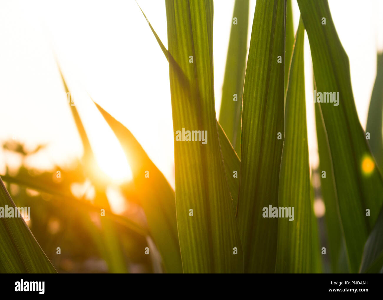 Die Schönheit des Sonnenuntergangs. Stockfoto