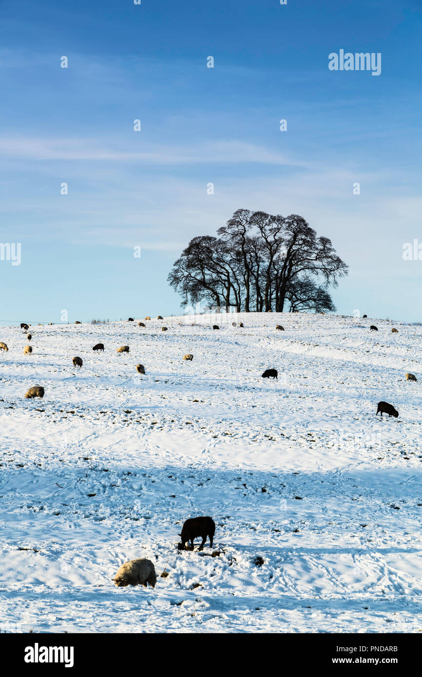 Schafbeweidung im Schnee bedeckt Feld. Stockfoto