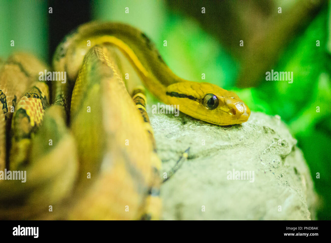 Hund - gezahnte cat-Eye (Boiga cynodon) in der Schlangenfarm. Boiga cynodon, der gemeinhin als der Hund bekannt - gezahnte Katze, Schlange, ist eine nachtaktive Arten von hinten - fang Stockfoto