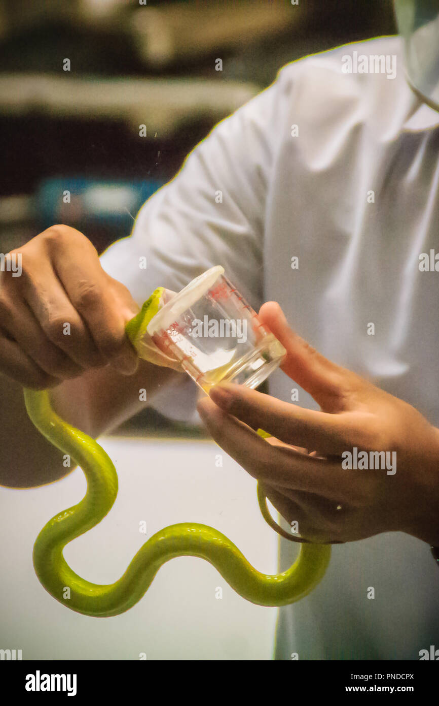 Melken green pit Viper (Ein älterer Name) Schlange für Venom Schlange Gegenmittel Serum zu produzieren Stockfoto