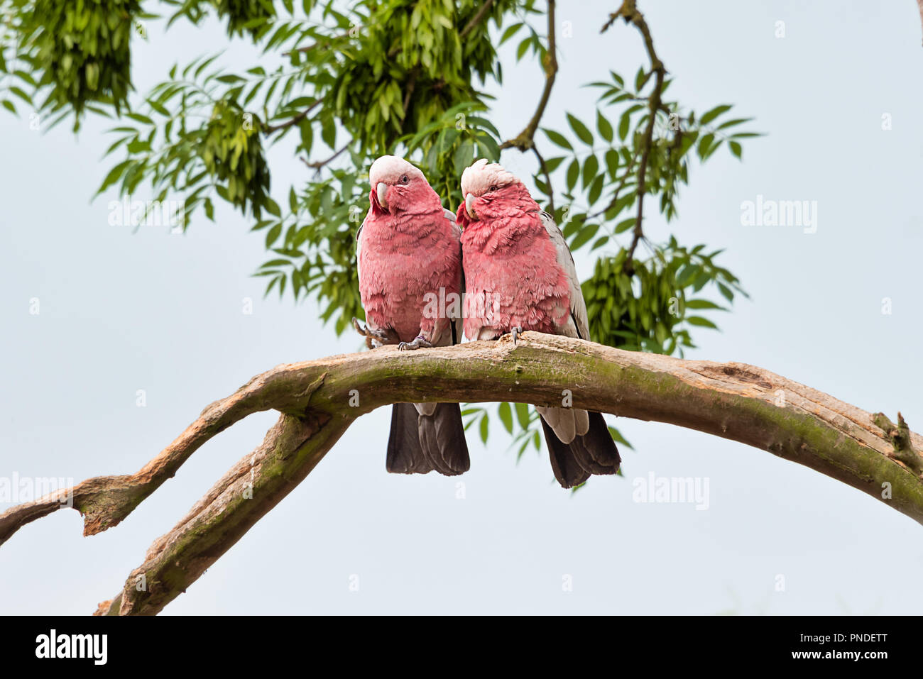 Etwas suchen bis auf ein paar rote breasted Cockatoo sitzen dicht zusammen auf einem Zweige, wenn sie in Liebe. die Vögel sind sowohl nach vorne Stockfoto