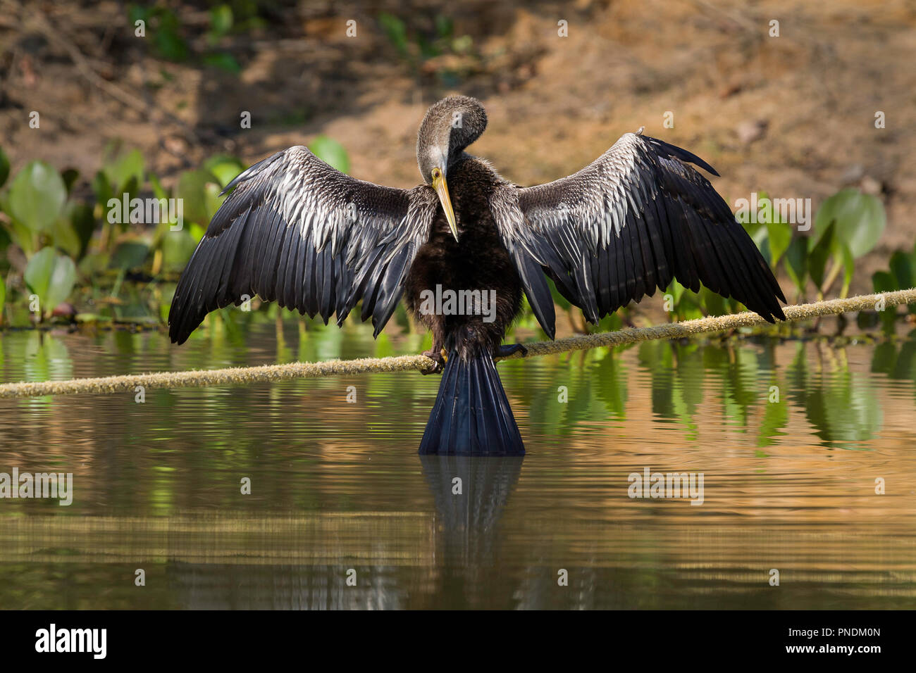 Eine anhinga mit offenen Flügeln fotografiert im Pantanal, Brasilien Stockfoto