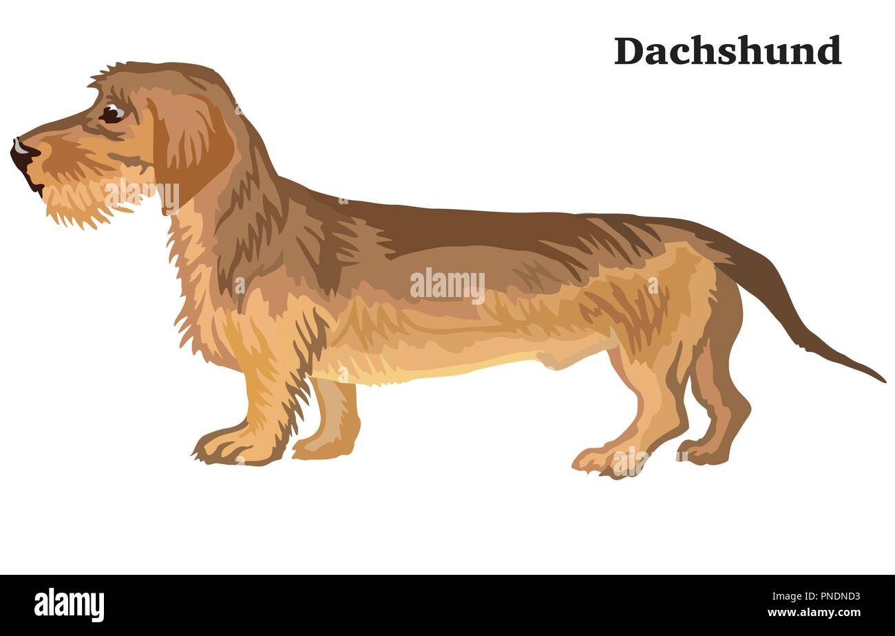 Portrait von ständigen im Profil Dackel (Wire-haired) Hund, Vektor bunte Abbildung auf weißem Hintergrund Stock Vektor