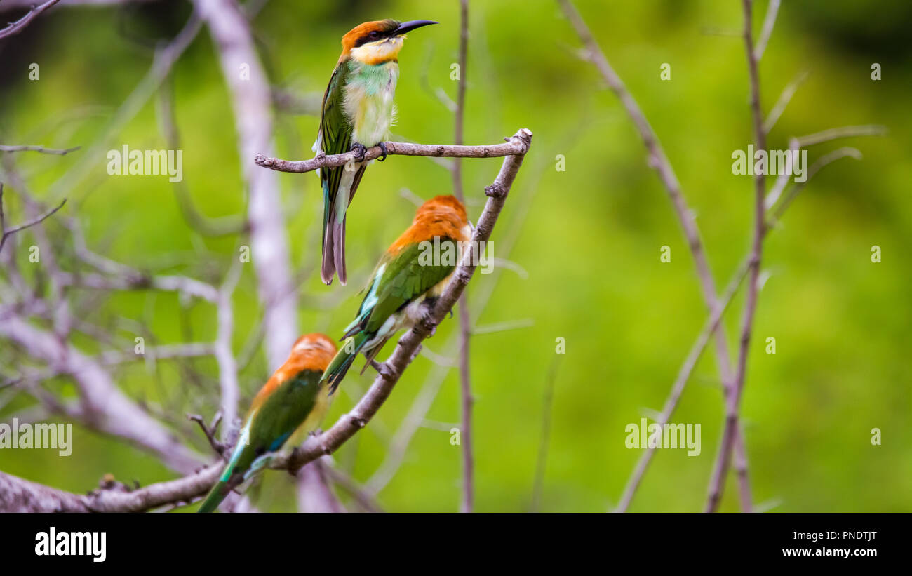 Drei Chest-Nut Bee Eaters ruht auf einem Zweig am Udawalawe National Park, Sri Lanka. Stockfoto