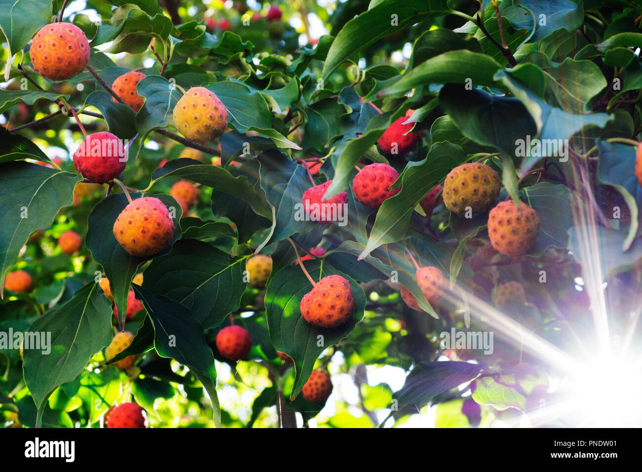 Die nationalen BC Baum im September - der hartriegel Stockfoto
