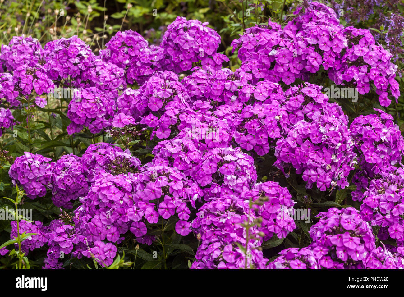 Garten Phlox paniculata, lila Blüten Stockfoto