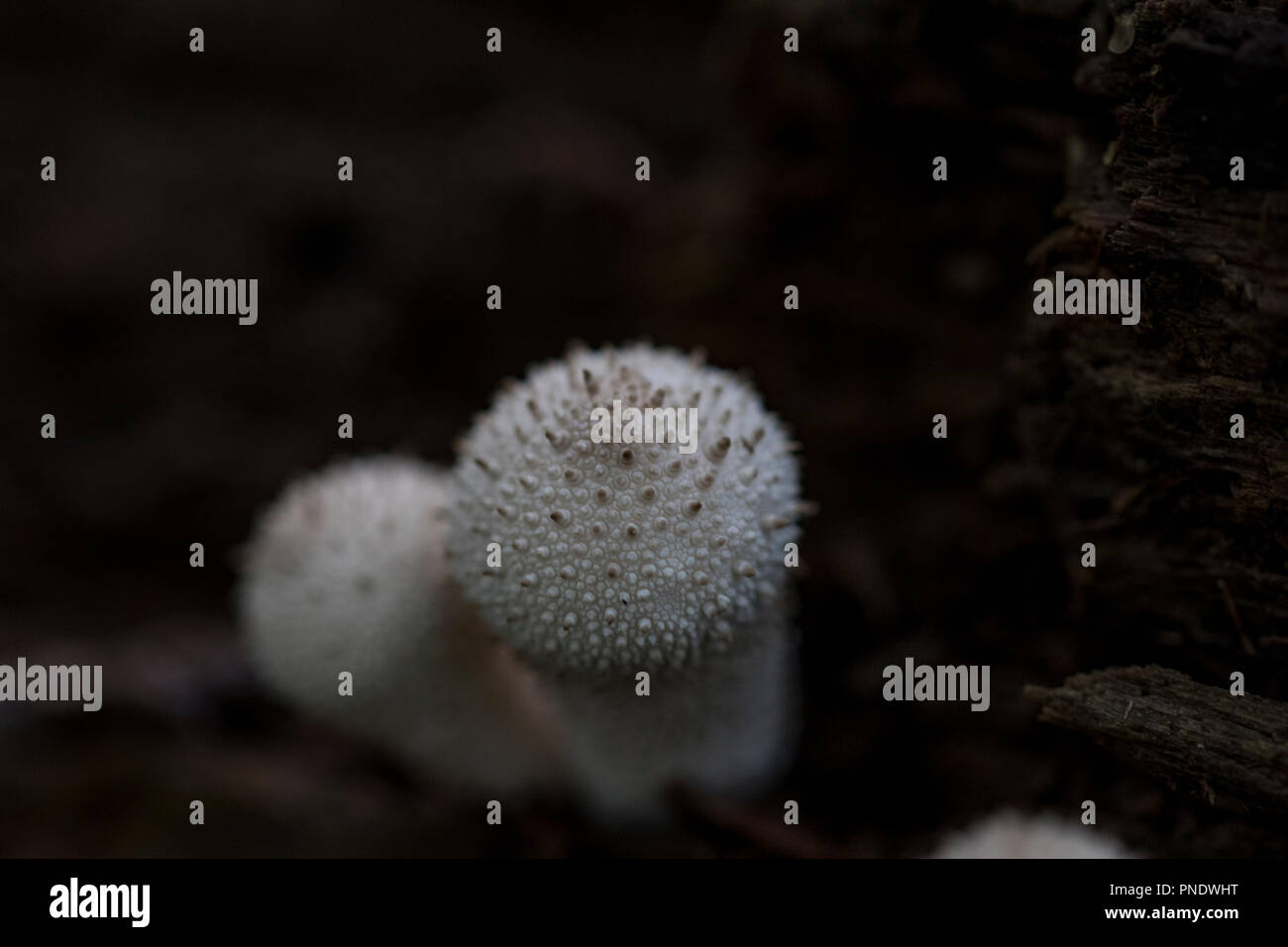 Einzelheiten über die Stacheligen Oberfläche von puffball Pilze vor einem schwarzen Hintergrund. Stockfoto