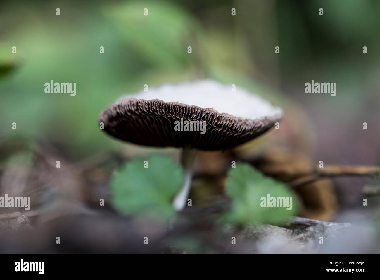 Kiemen eines Pilzes verschließen. Stockfoto