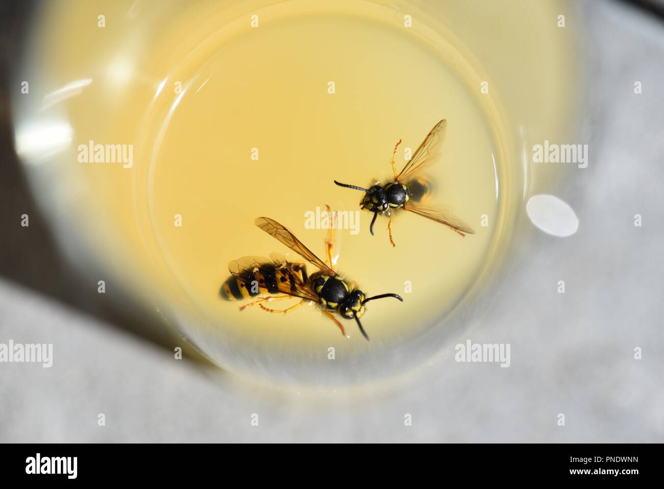 Wespen (Hymenoptera): zwei Wespen der Zuckergehalt von Apfelsaft an einem heißen Sommertag lockte Stockfoto