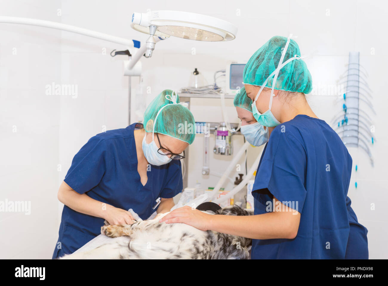 Team von Tierärzten in der chirurgischen Vorbereitung ein Hund für Chirurgie Stockfoto
