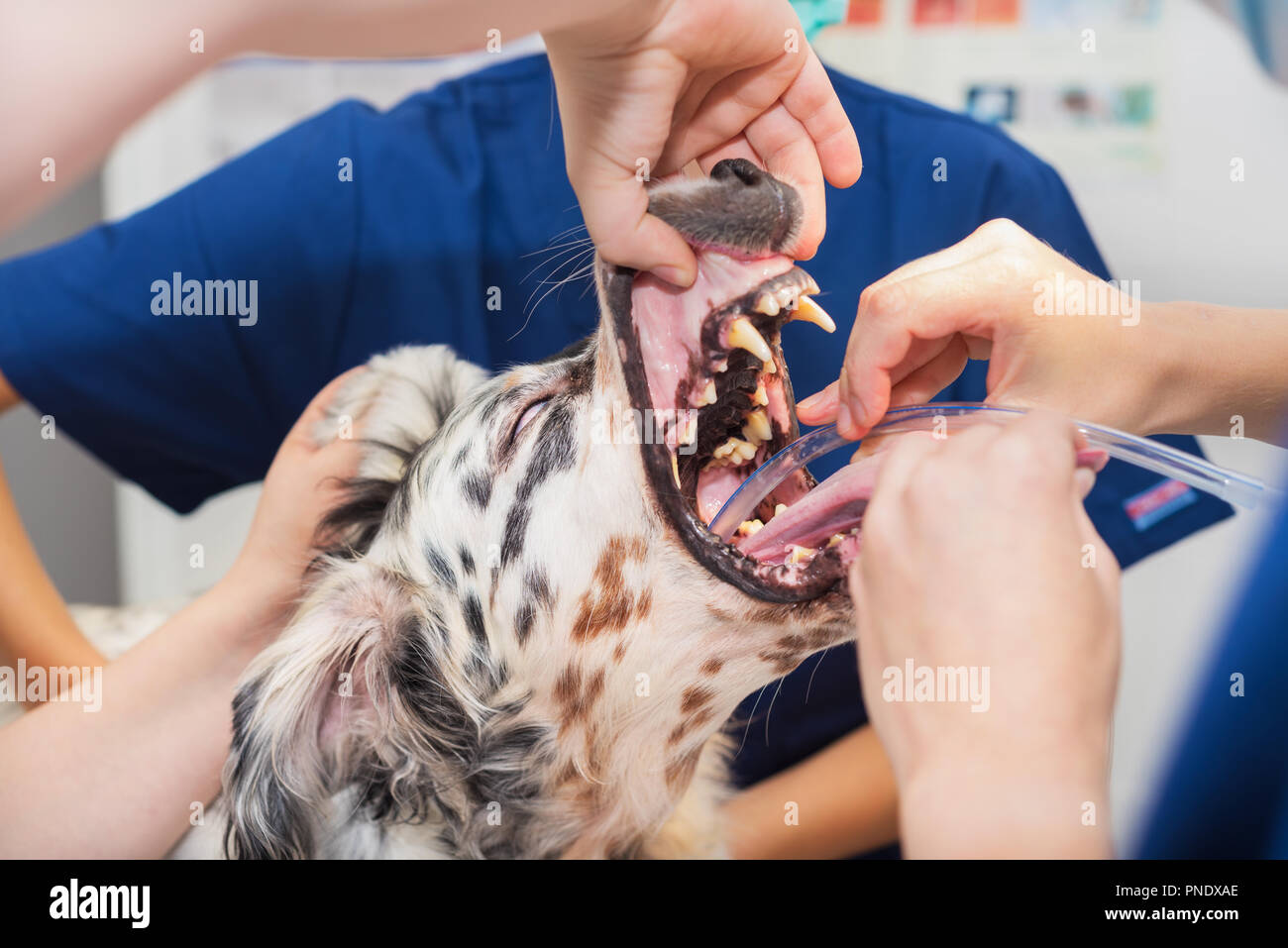 Hund intubierten in der Chirurgie Raum der tierärztlichen Klinik Stockfoto
