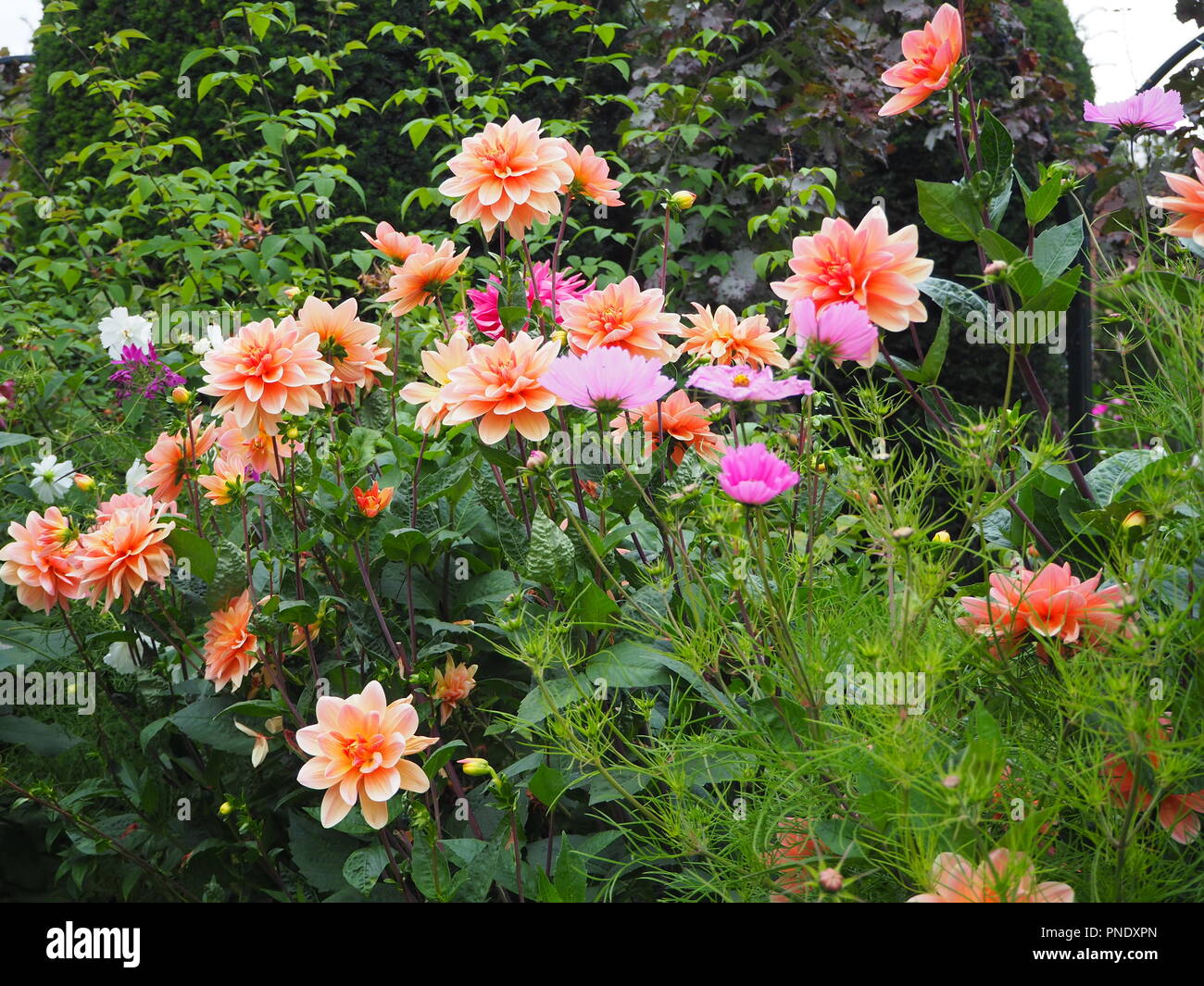 Atemberaubende Farben rosa Dahlien und Spätsommerblumen in der Anlage grenzt an chenies Manor Garden, Buckinghamshire im September. Stockfoto