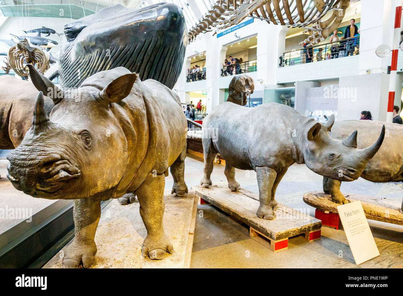 London England, Großbritannien, Kensington, Naturkundemuseum, Innenbereich, Blaue Zone, Ausstellung, Säugetiere, Exemplare, Nashorn, Blauwal, Großbritannien GB Englisch Europa, UK1 Stockfoto