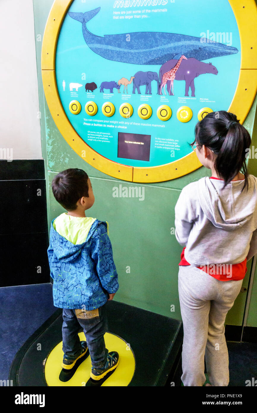 London England, Großbritannien, Großbritannien, Großbritannien, Kensington, Naturhistorisches Museum, Inneneinrichtung, Blaue Zone, Säugetiere, interaktive Ausstellung, gewichtsvergleich Stockfoto