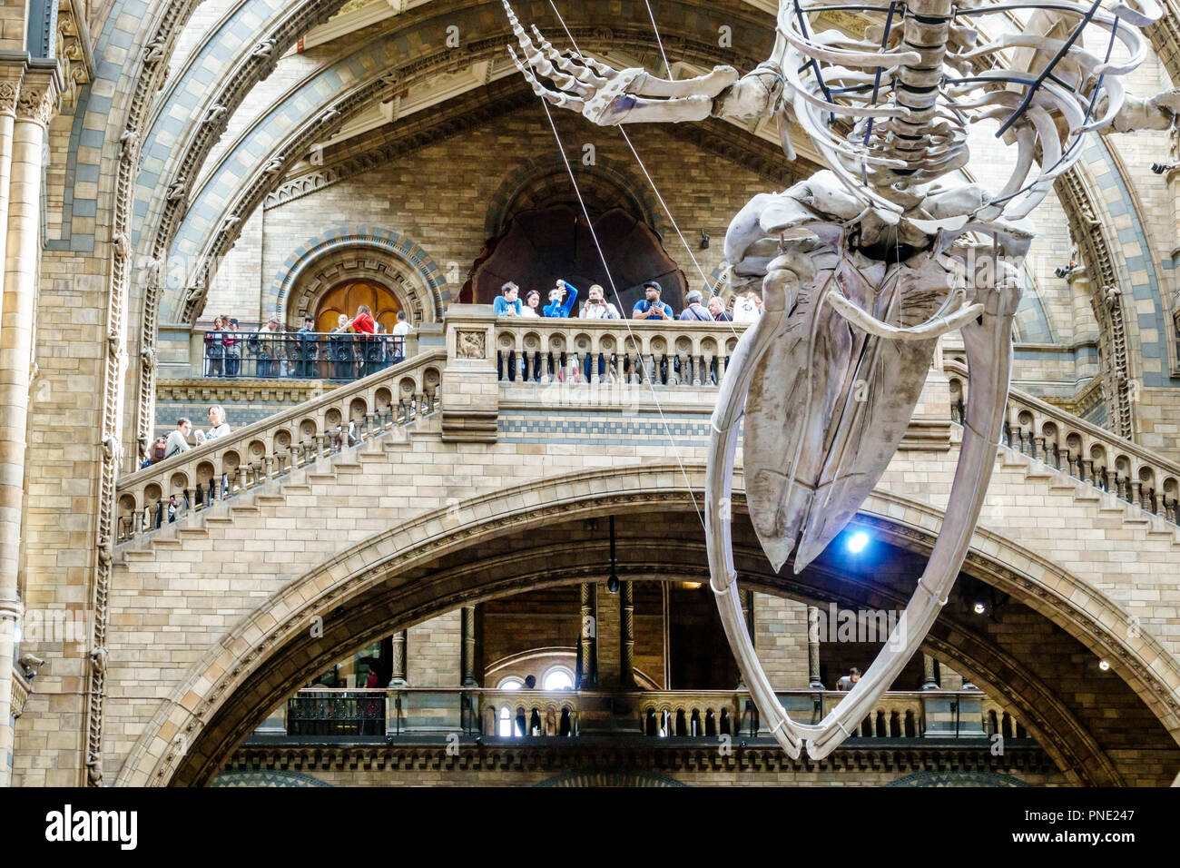 London England, Großbritannien, Kensington, Naturkundemuseum, Inneneinrichtung, Hintze Hall, Skelett der Blauwale, Großbritannien GB English Europe, UK180816080 Stockfoto