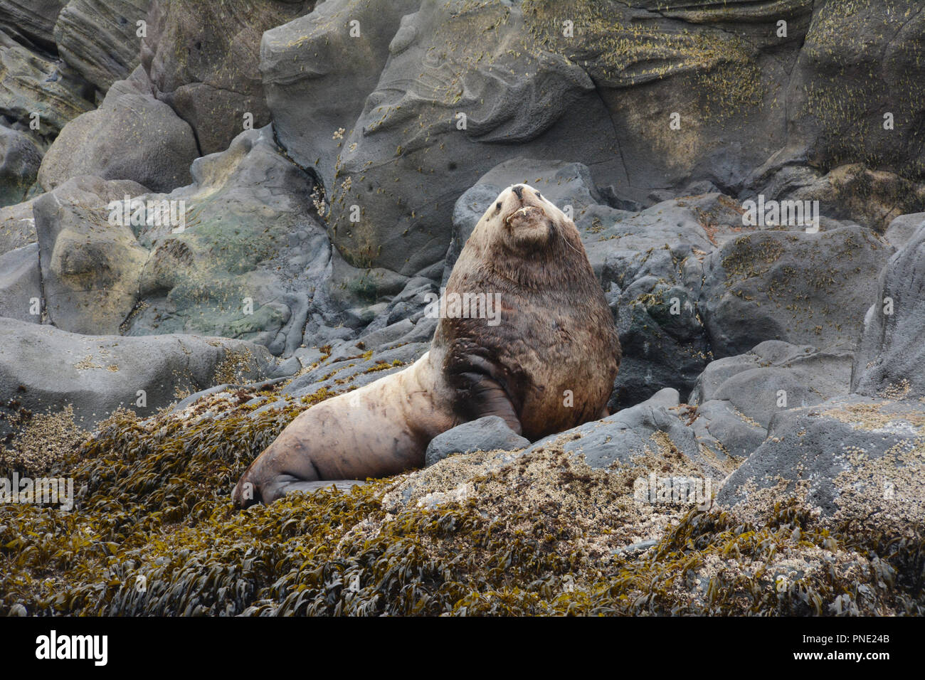 Eine große Erwachsene steller sea lion Männchen (Bullen), auf einem rookery allein während der Brutzeit im Beringmeer, Aleuten, Alaska Unalaska, ausruhen. Stockfoto