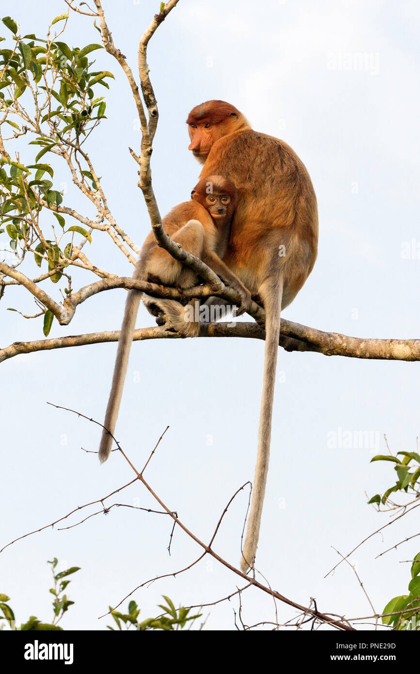 Weibliche proboscis Monkey, Nasalis larvatus, mit Baby, Tanjung Puting Nationalpark, Borneo, Indonesien. Stockfoto