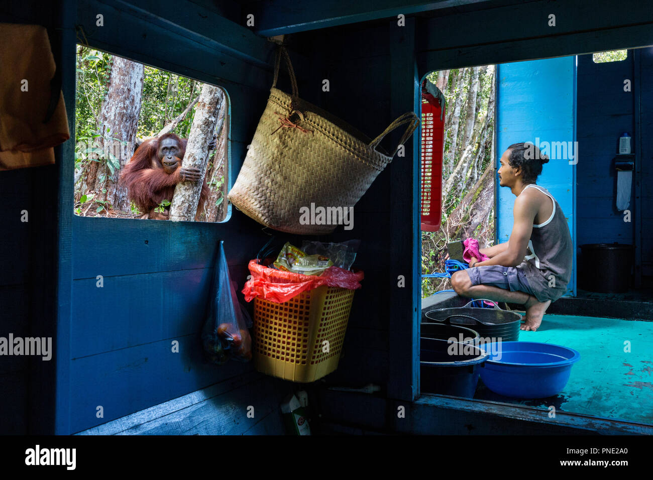 Männliche bornesischen Orang-utan, Pongo pygmaeus, Tanjung Puting Nationalpark, Borneo, Indonesien. Stockfoto