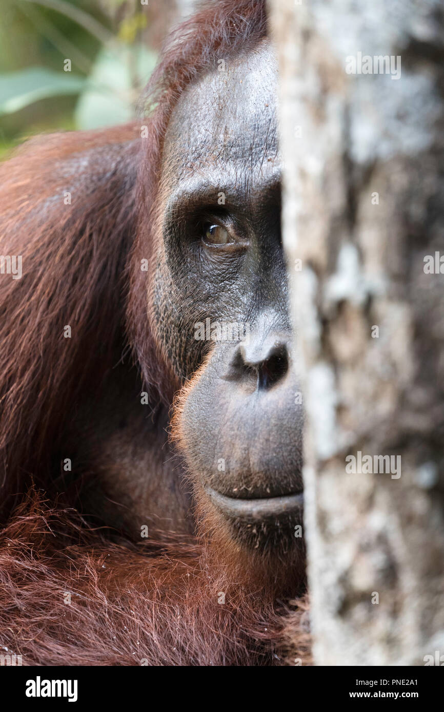 Männliche bornesischen Orang-utan, Pongo pygmaeus, Tanjung Puting Nationalpark, Borneo, Indonesien. Stockfoto