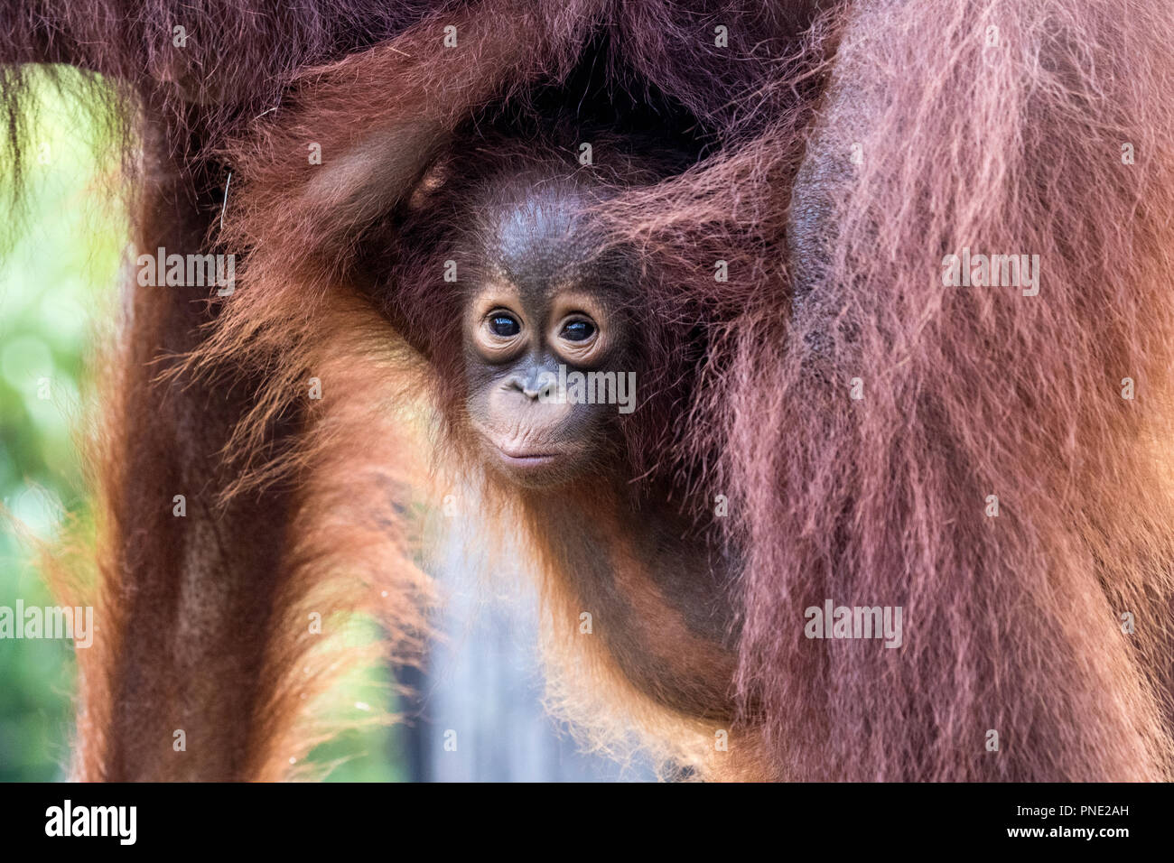 Mutter und Baby bornesischen Orang-utans, Pongo pygmaeus, Buluh Kecil Fluss, Borneo, Indonesien. Stockfoto