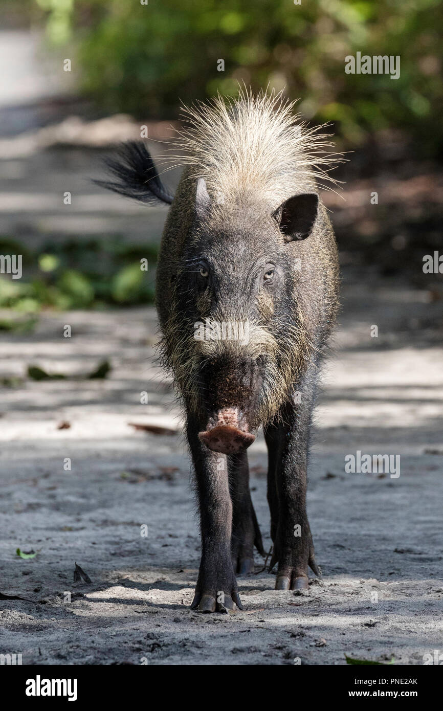 Nach Bornesischen bärtigen Schwein, Sus barbatus, Tanjung Puting Nationalpark, Borneo, Indonesien. Stockfoto