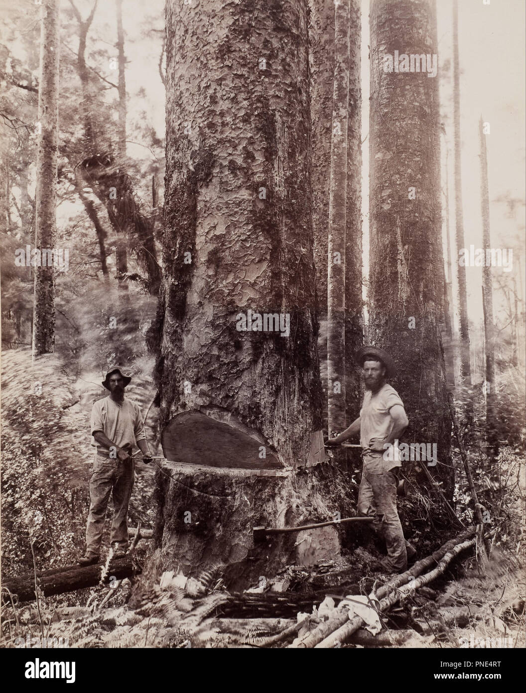 (Schneiden Sie die KAURI). Datum/Zeit: 19. Foto. Eiklar Eiklar drucken Drucken. Höhe: 293 mm (11,53 in); Breite: 239 mm (9.40 in). Autor: Josiah Martin. Stockfoto