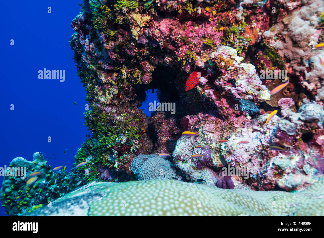 Reef Szene. Insel Yap der Föderierten Staaten von Mikronesien Stockfoto