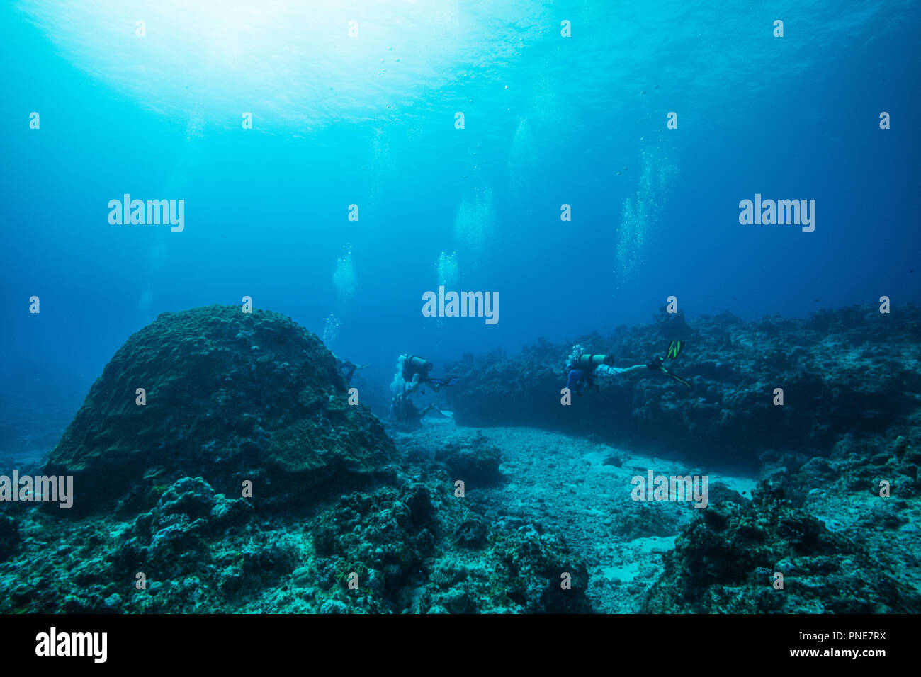 Big Helm-förmige Kolonie von Korallen. Porites Lutea. Insel Yap der Föderierten Staaten von Mikronesien Stockfoto