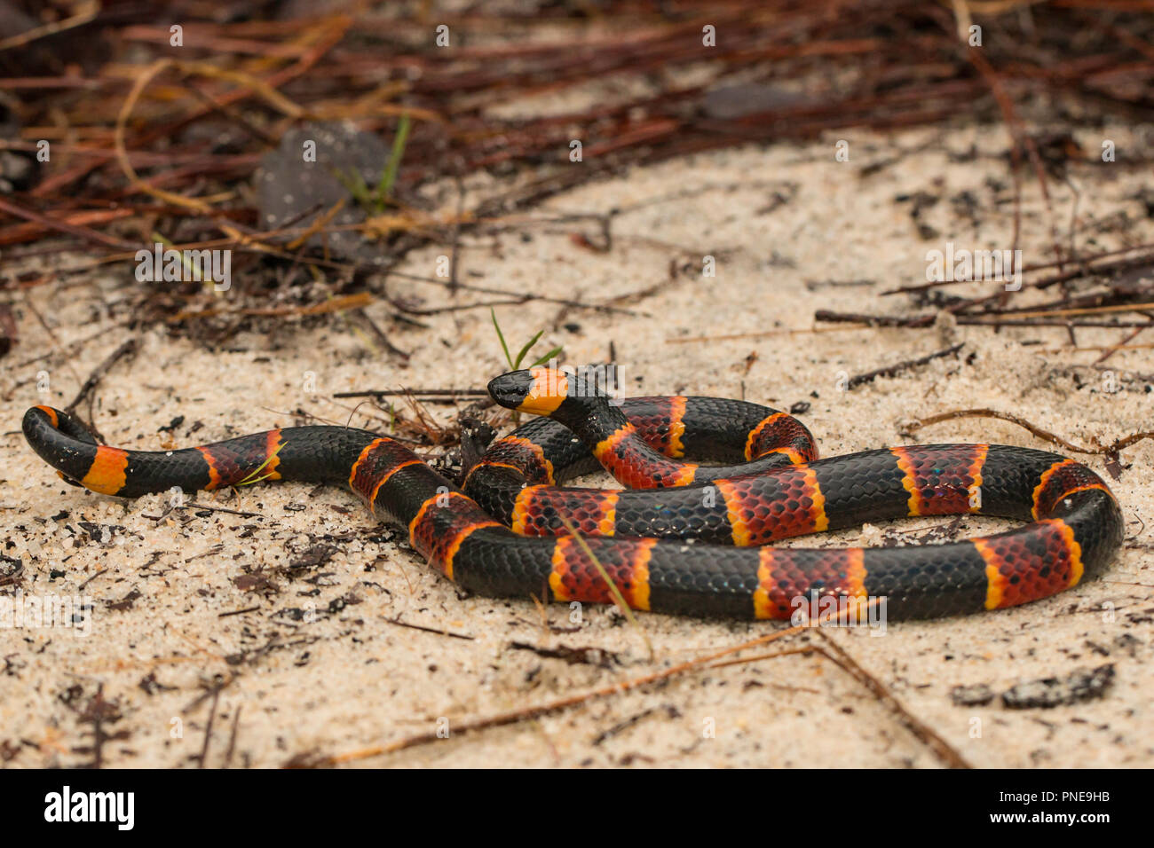 Eastern coral Snake-Micrurus fulvius Stockfoto