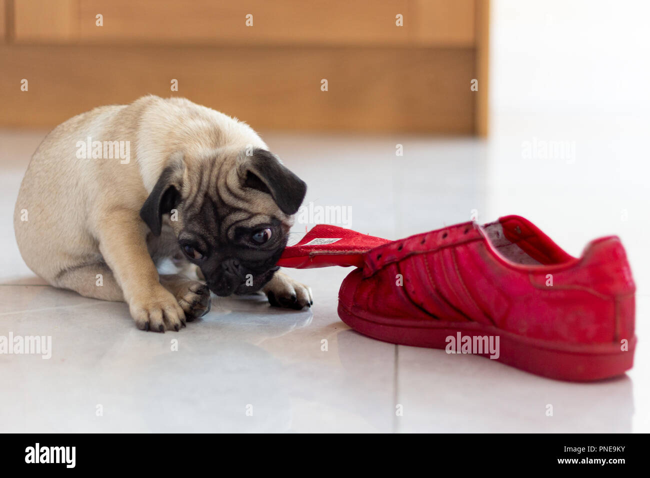 Süße Mops Welpen Spielen mit roten Schuh Stockfoto