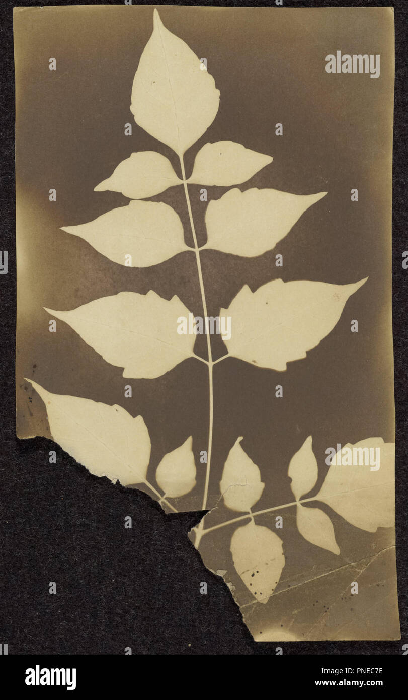 [Ast mit Blätter]. Datum/Zeitraum: 1843 - 1845. Drucken. Fotogen Zeichnung. Höhe: 191 mm (7.51 in); Breite: 113 mm (4.44 in). Thema: Unbekannte Teekocher, Engländer. Stockfoto