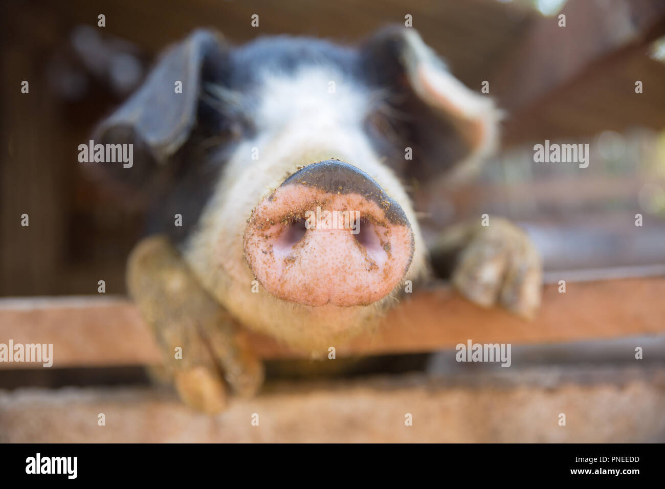 Schwein Nase im Pen. Schwerpunkt liegt auf der Nase. Geringe Tiefenschärfe. Stockfoto