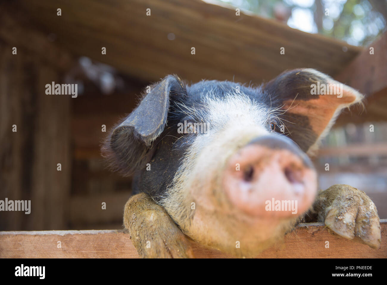 Schwein im Pen. Schwerpunkt liegt auf Auge. Geringe Tiefenschärfe. Stockfoto