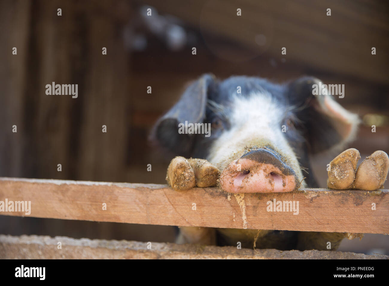Schwein Nase im Pen. Schwerpunkt liegt auf der Nase. Geringe Tiefenschärfe. Stockfoto
