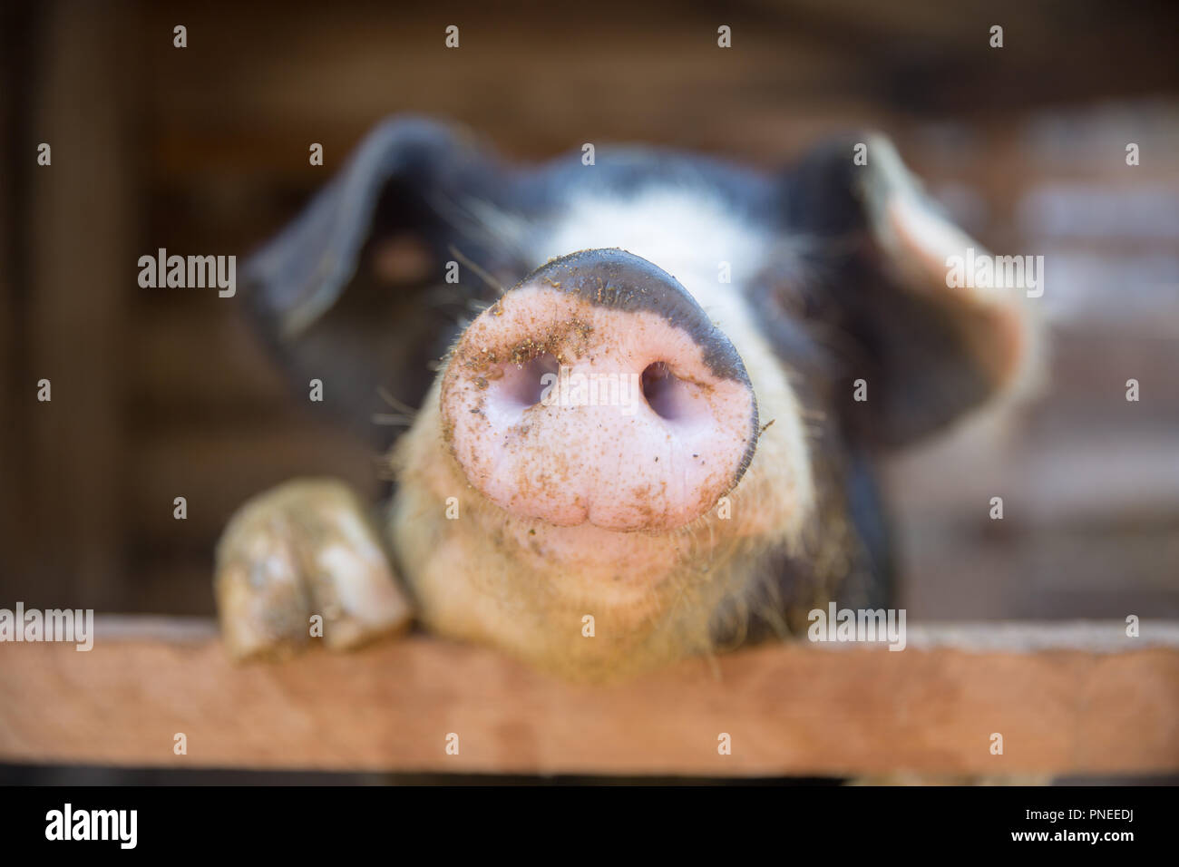Schwein Nase im Pen. Schwerpunkt liegt auf der Nase. Geringe Tiefenschärfe. Stockfoto