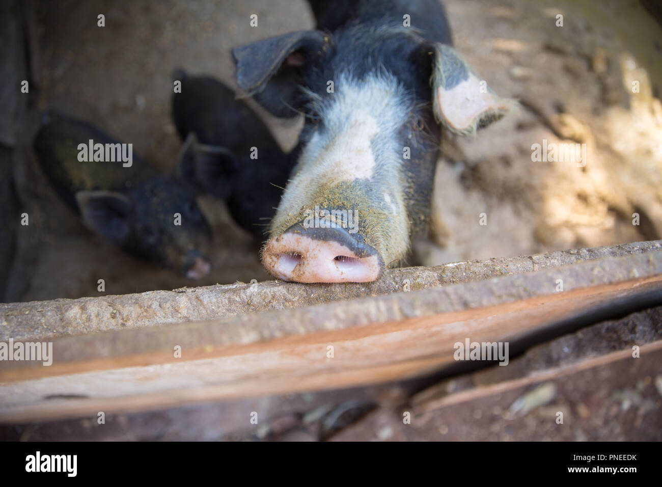Schwein Nase im Pen. Schwerpunkt liegt auf der Nase. Geringe Tiefenschärfe. Stockfoto