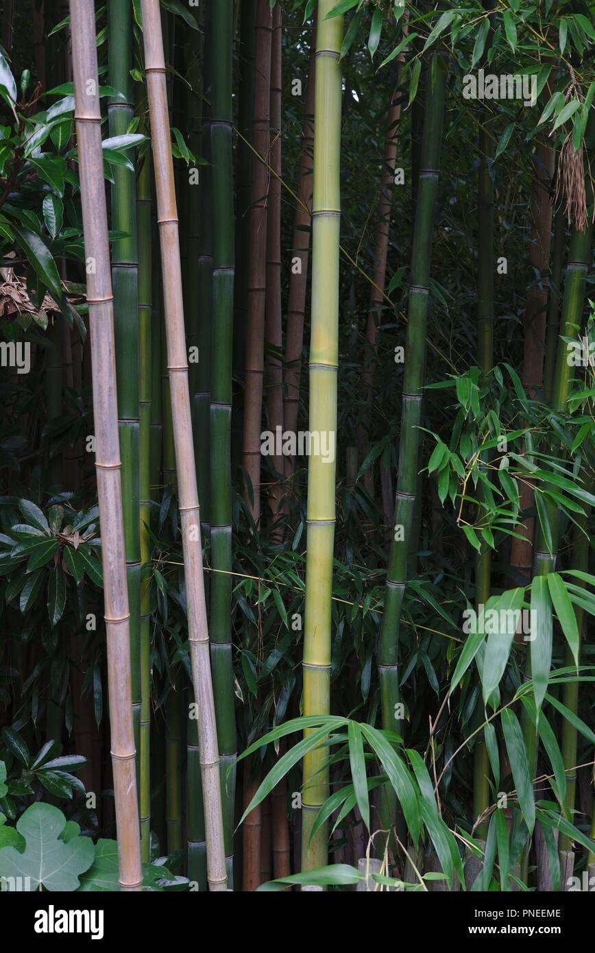Vertikales Foto eines Bambushains in einem japanischen Garten. Stockfoto