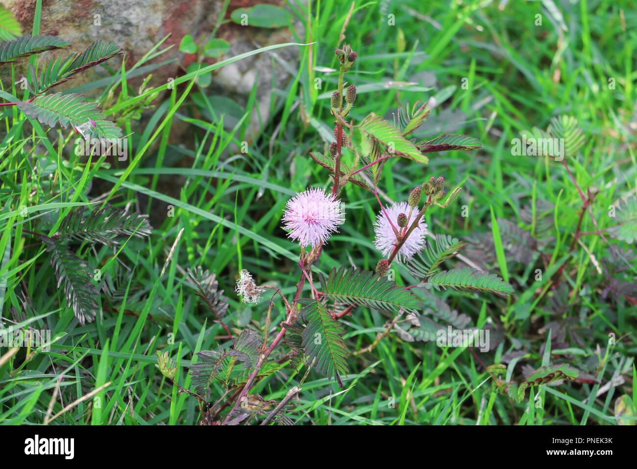 Mimosa pudica Blume des schüchtern Anlage schön in der Natur Stockfoto