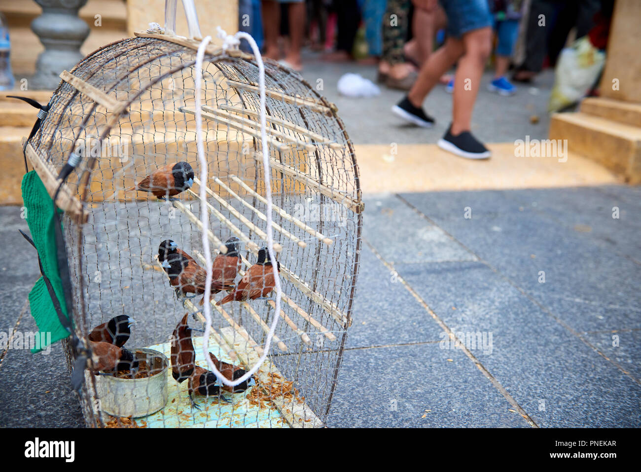 Kleine Vögel in Käfigen in der Nähe der Heiligtümer in Phnom Penh, Kambodscha gehalten. Die Vögel werden erfasst und an die Gläubigen, um in einem ritua freigegeben werden verkauft Stockfoto