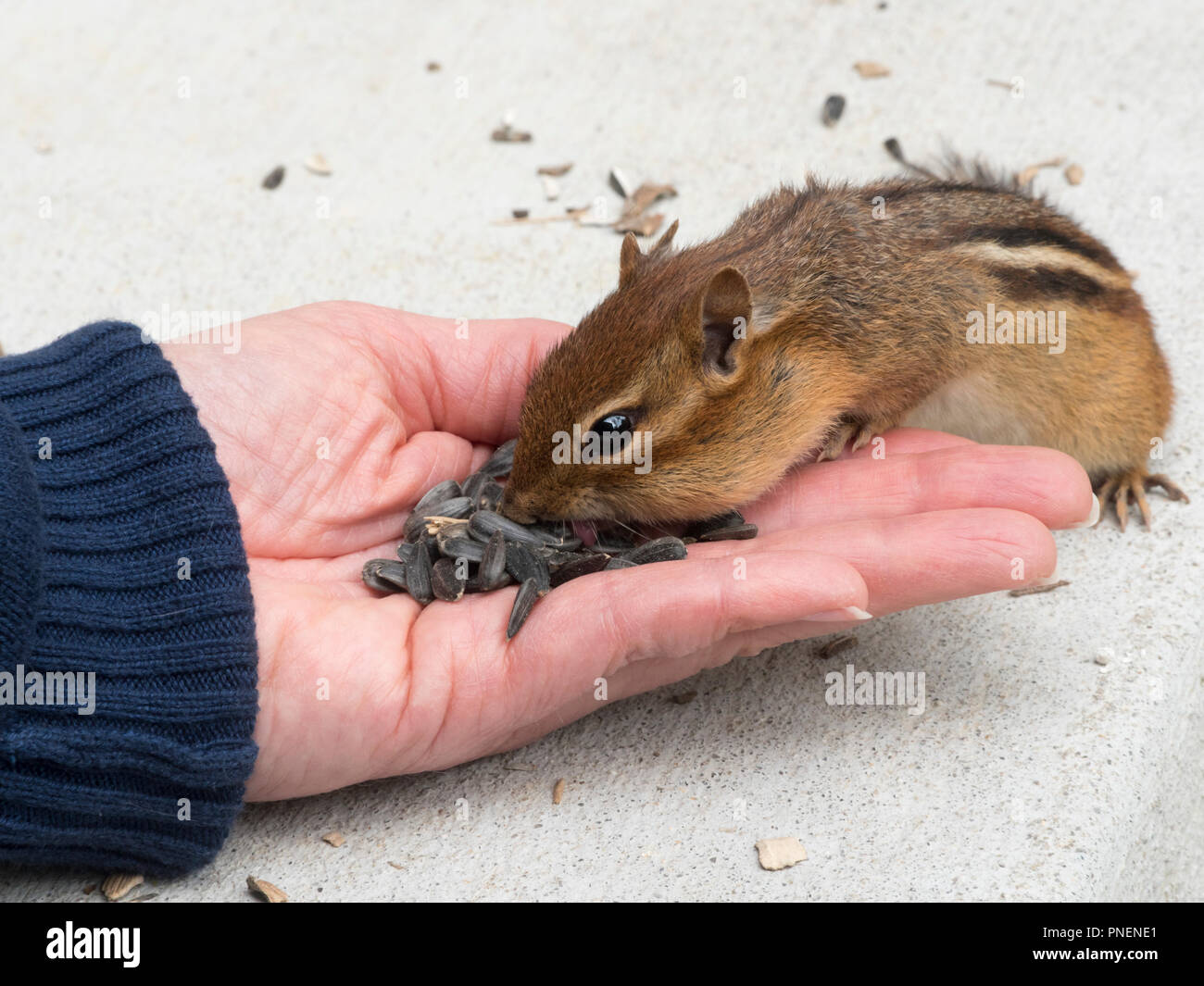 Chipmunk essen Sonnenblumenkerne von Hand mit der Zunge sichtbar Stockfoto