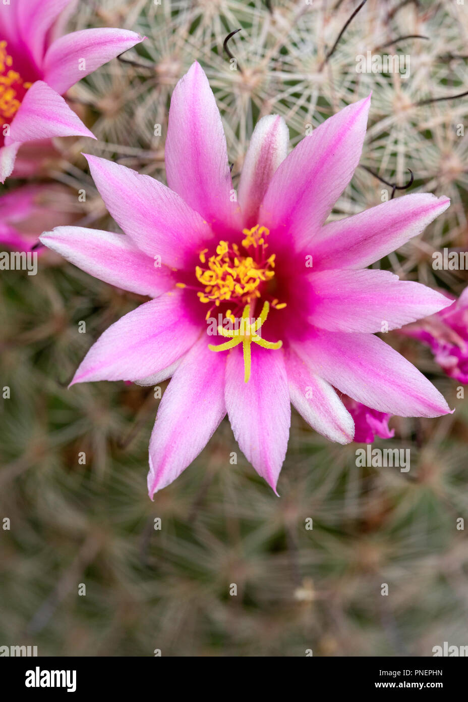 Cactus pincushion cactus -Fotos und -Bildmaterial in hoher Auflösung -  Seite 2 - Alamy