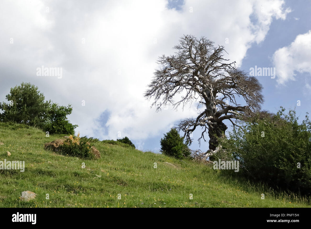 Ein alter toter Baum entlang der grünen Pfad zur Piedrafita de Jaca See in den aragonesischen Pyrenäen Stockfoto