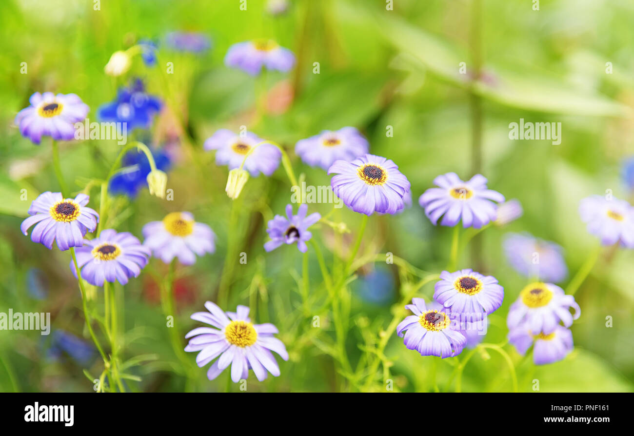 Sommer Sonnenlicht Szene: Daisy oder Kamillenblüten auf grünem Gras Hintergrund Stockfoto