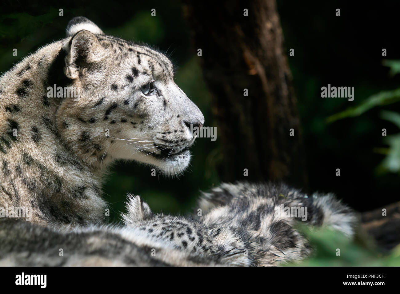 Snow Leopard Mutter mit Jungtier. (Panthera uncia) Stockfoto