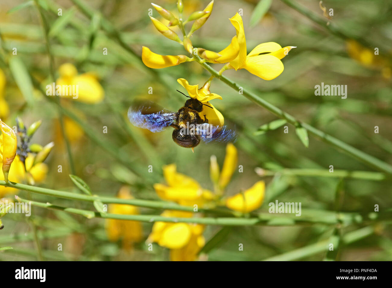 Carpenter bee Lateinischer Name xylocopa violacea auf gelbem Ginster oder ginsestra Blume lateinischer Name cytisus Scoparius oder spachianus im Frühjahr in Italien Stockfoto