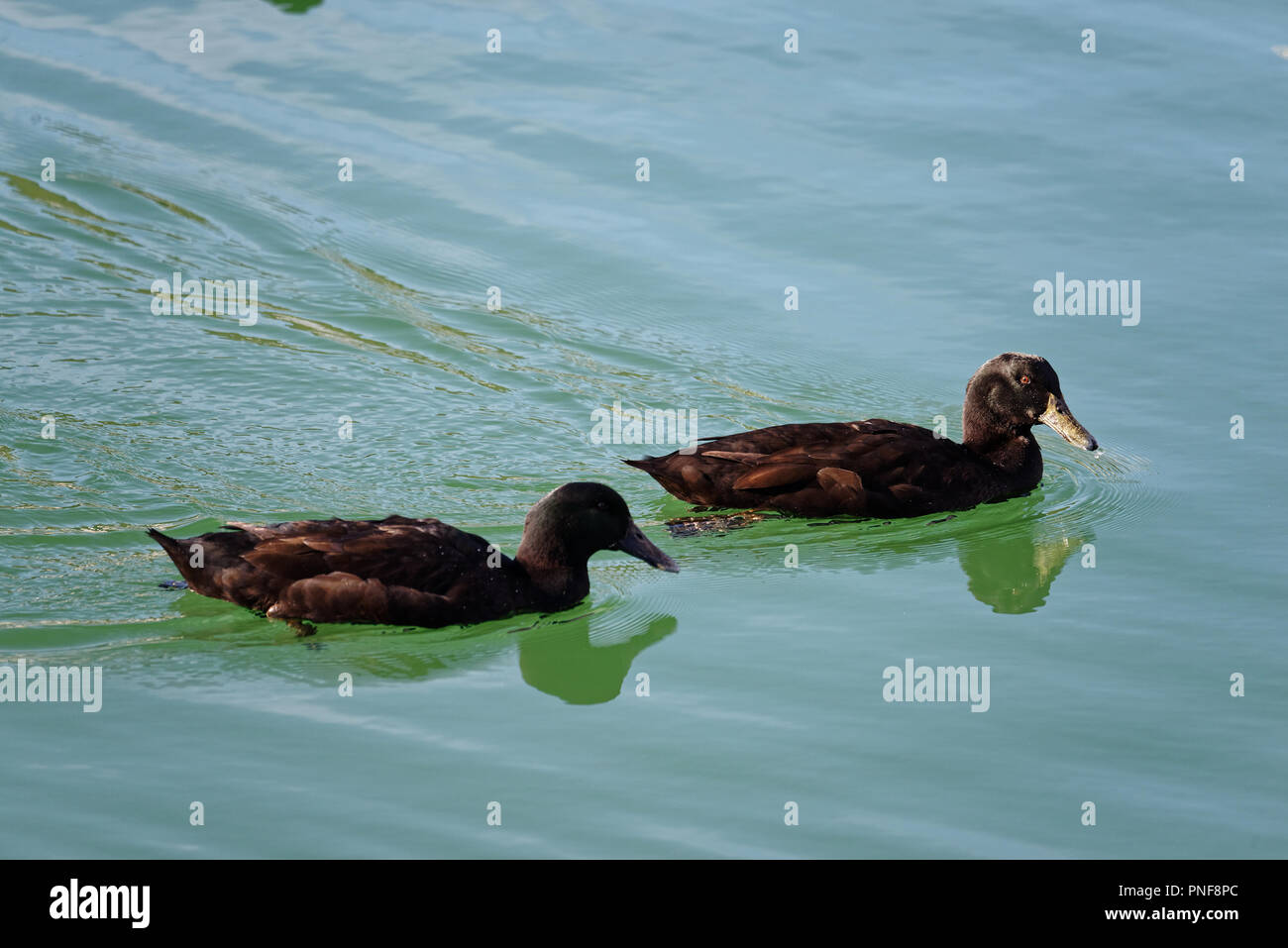 Zwei dunkelbraune Enten schwimmen auf einer grünen, blauen Meer, die Wellen im Wasser. Stockfoto