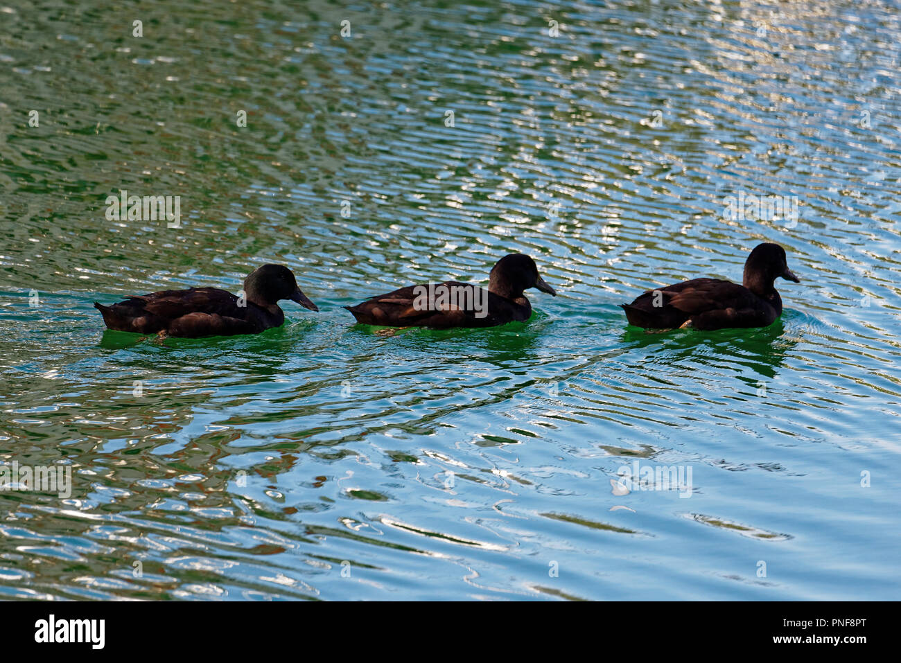 Ihre Enten in einer Reihe, eine Linie von drei Dunkelbraun Enten schwimmen in einer Zeile zu springen. Stockfoto
