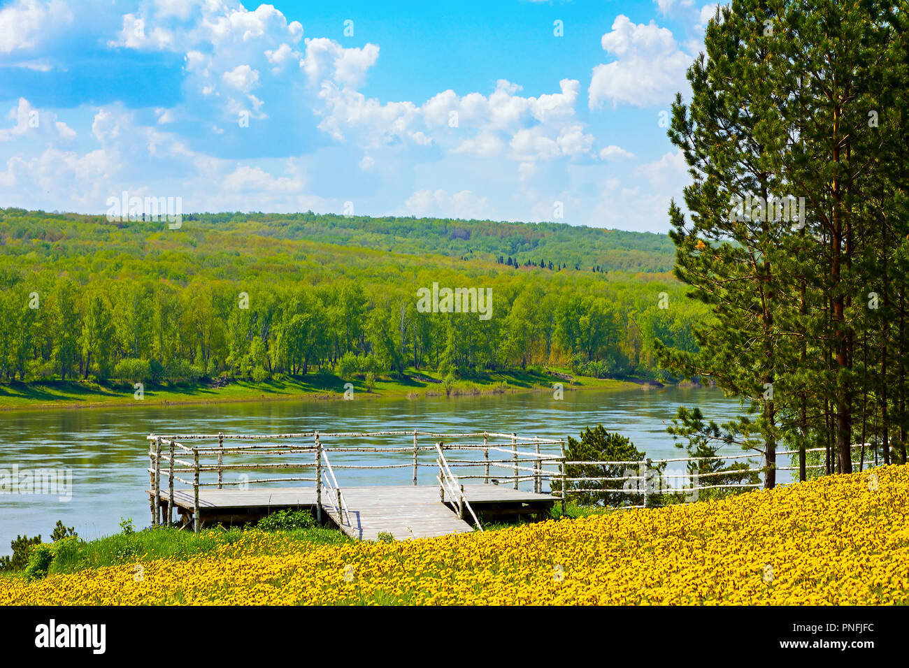 Aussichtsplattform auf einer Wiese von gelben Löwenzahn im Museum - Reserve" Tomskaya Pisanitsa', Kemerovo Region Stockfoto
